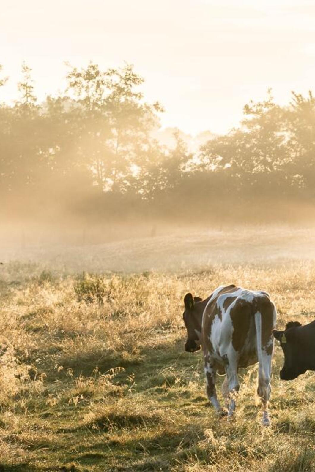 Zonnestralen over een weide