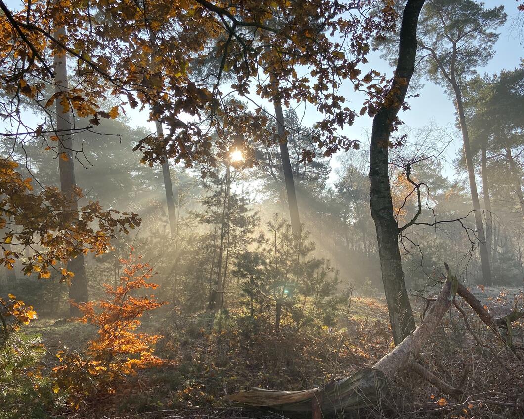 Zonnestralen die gefilterd door de bomen heen schijnen en landen op de zacht-oranje bosgrond